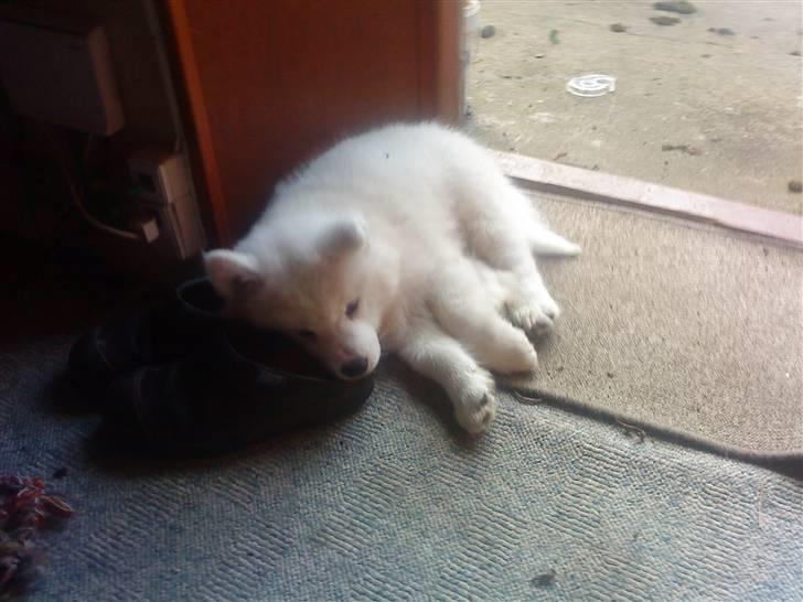 Samojedhund Dino R.I.P 15-01-2010 billede 9