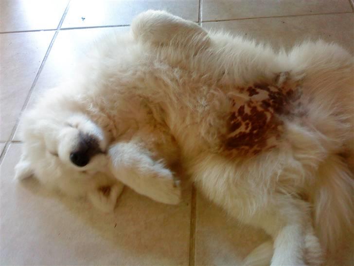 Samojedhund Dino R.I.P 15-01-2010 billede 10