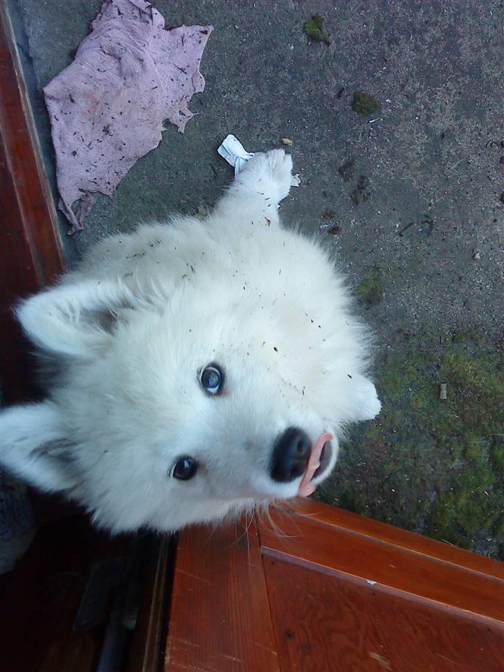 Samojedhund Dino R.I.P 15-01-2010 billede 11