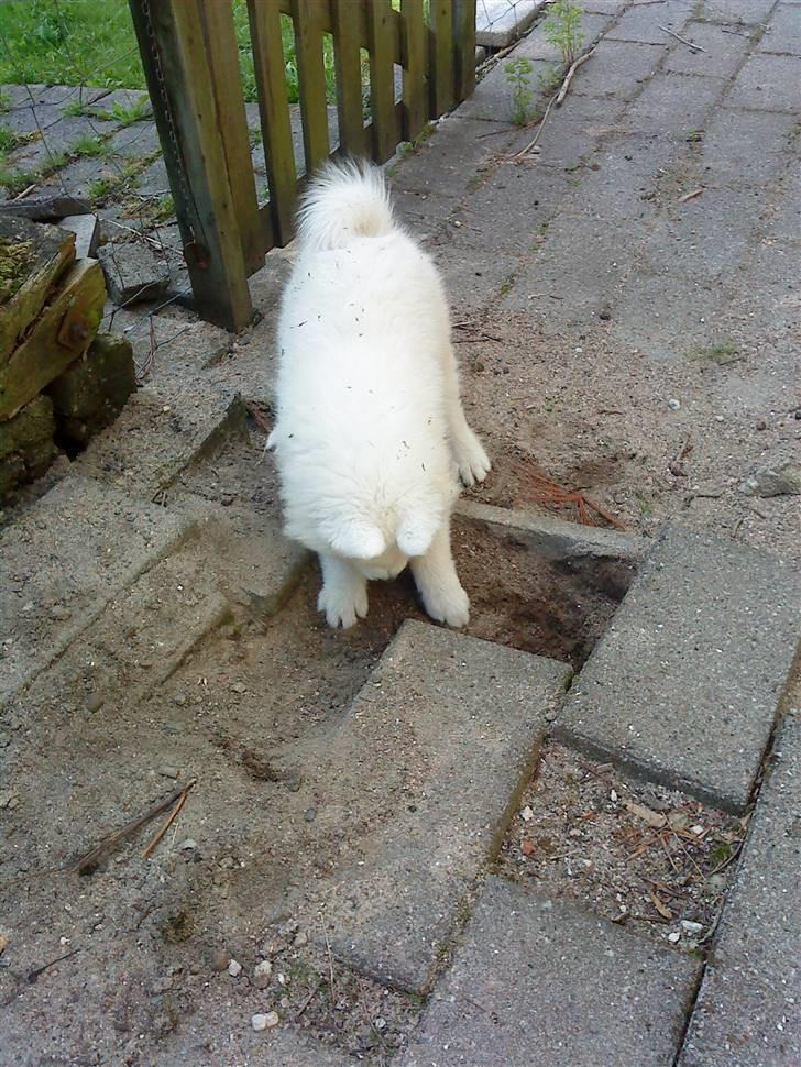 Samojedhund Dino R.I.P 15-01-2010 billede 12