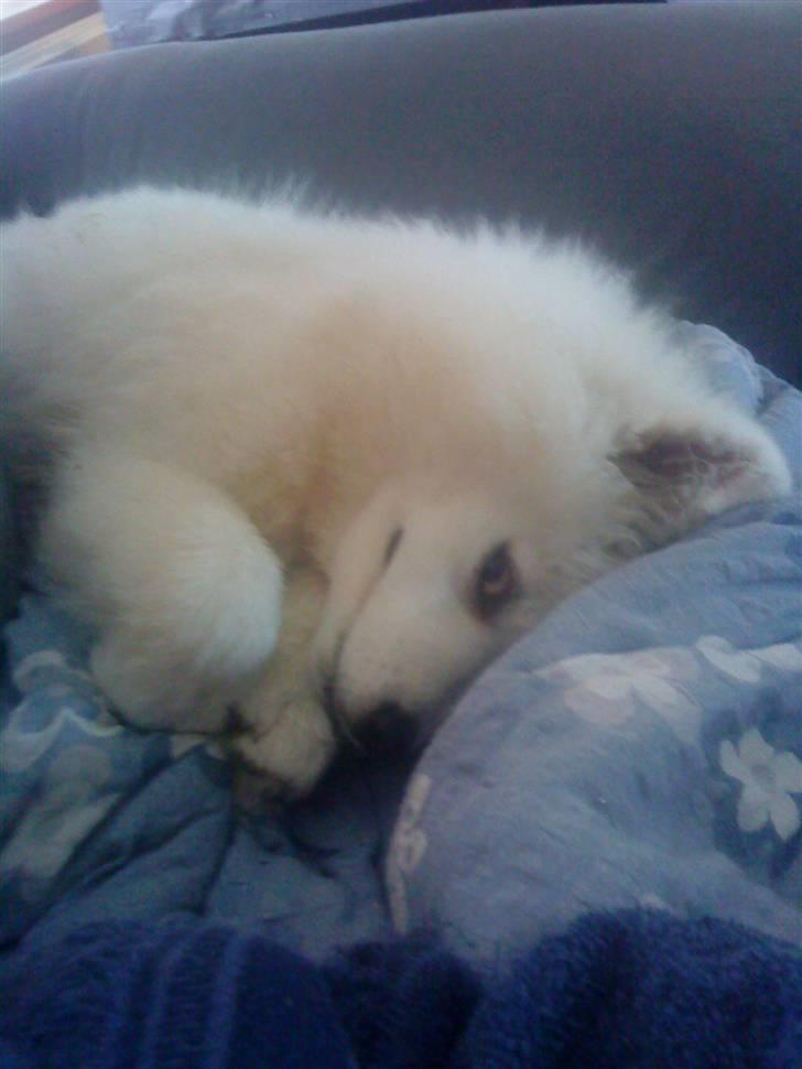 Samojedhund Dino R.I.P 15-01-2010 billede 13