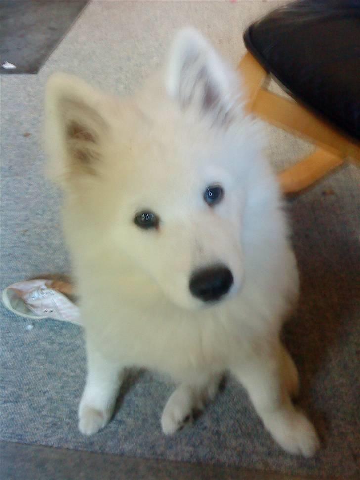 Samojedhund Dino R.I.P 15-01-2010 billede 14