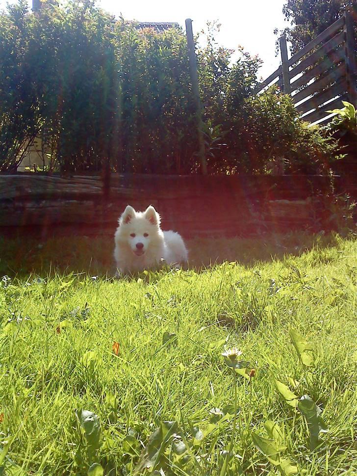 Samojedhund Dino R.I.P 15-01-2010 billede 15