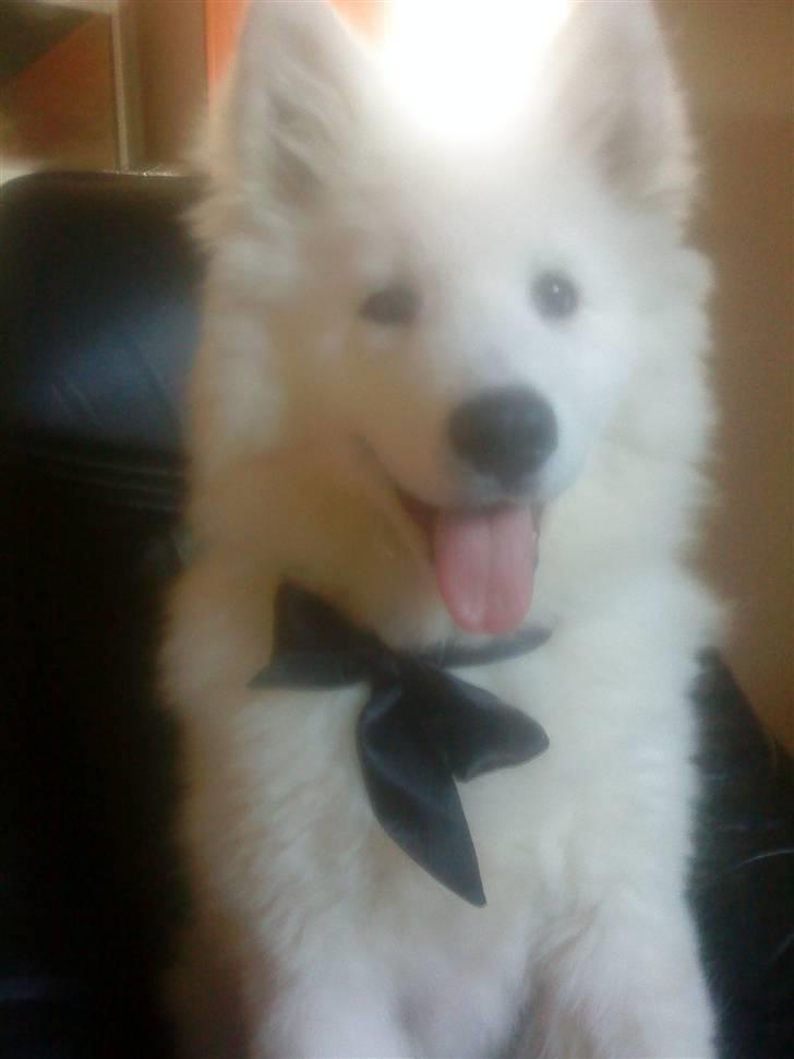 Samojedhund Dino R.I.P 15-01-2010 billede 16