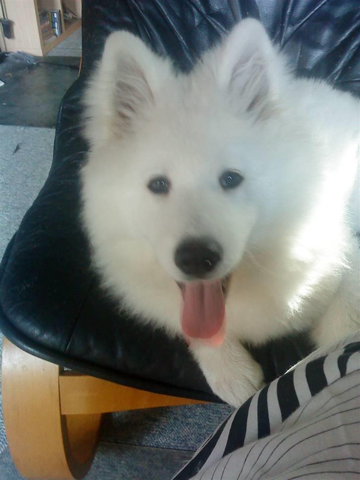 Samojedhund Dino R.I.P 15-01-2010 billede 17