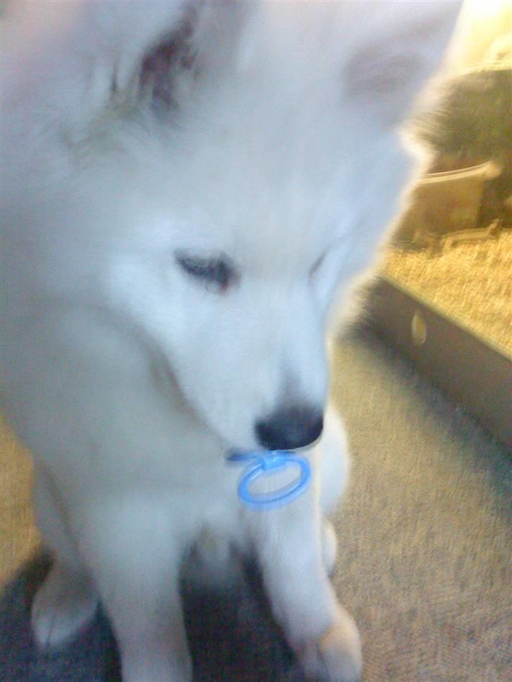 Samojedhund Dino R.I.P 15-01-2010 billede 18