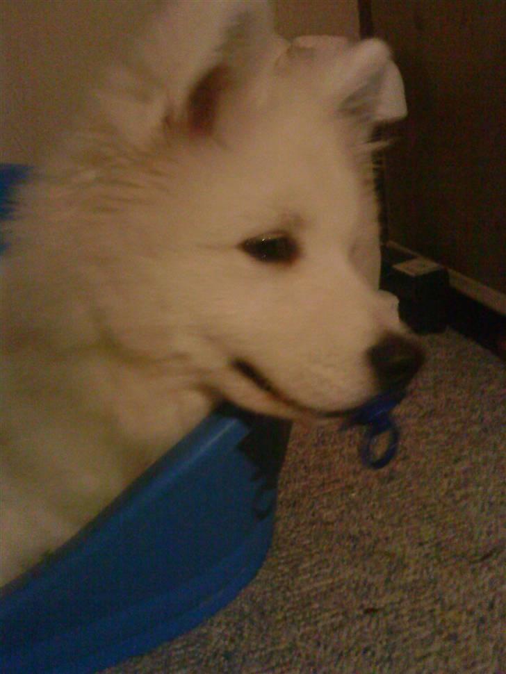 Samojedhund Dino R.I.P 15-01-2010 billede 19