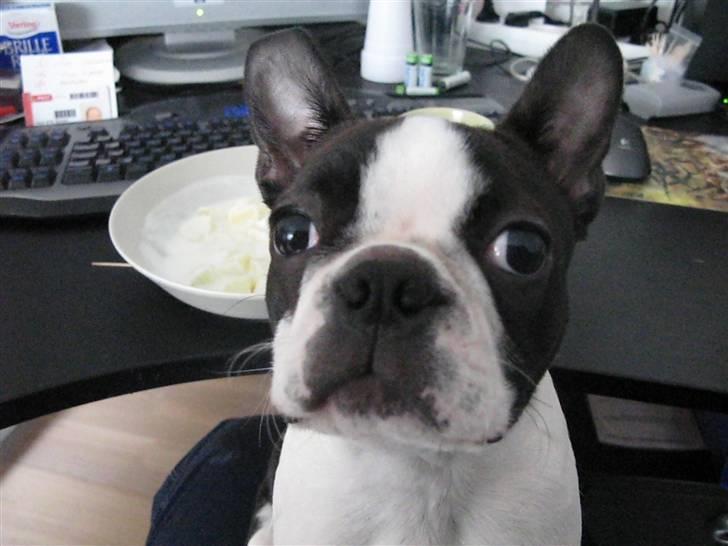 Boston terrier Cita - Hvad er det du laver mor? Må lige komme lidt tættere på så jeg rigtig kan se. billede 1