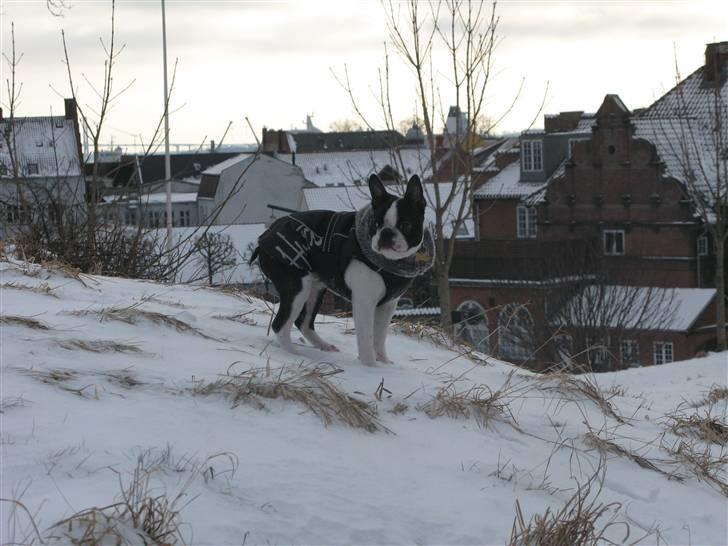 Boston terrier Cita - Cita nyder at være ude i sneen. billede 2
