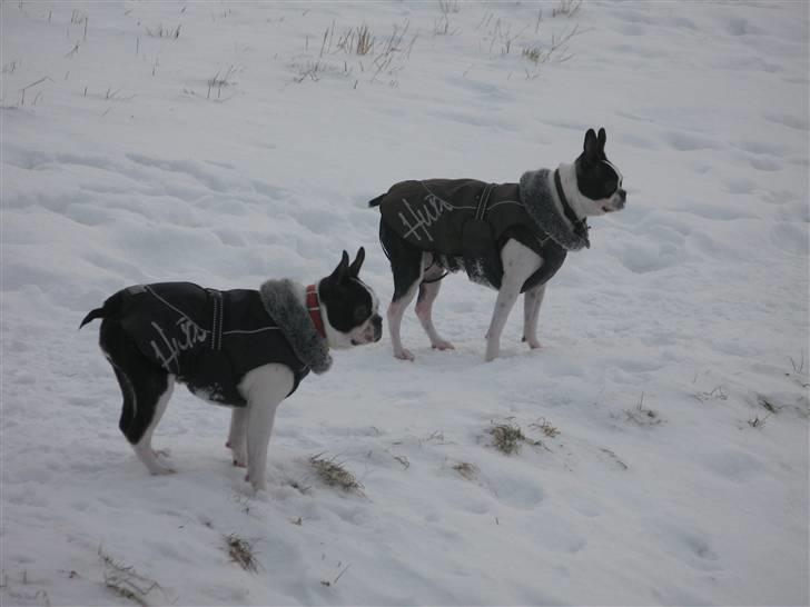 Boston terrier Cita - Cita bedste lege kammerat Bella. billede 3