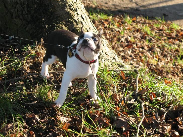 Boston terrier Cita billede 4
