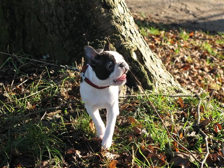 Boston terrier Cita billede 5