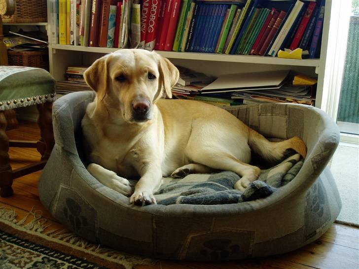 Labrador retriever Birdsongs Uniqe Tikka billede 9