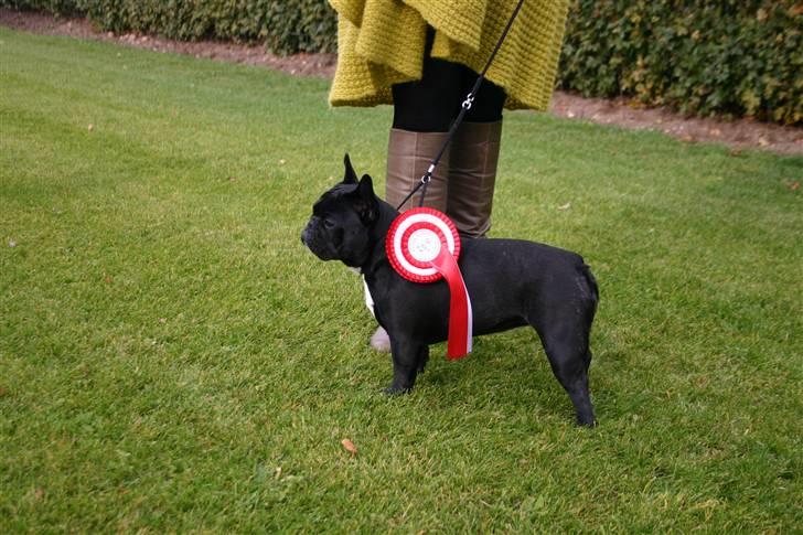 Fransk bulldog Blance Noir`s Yrsa - Har været på min første udstilling billede 6