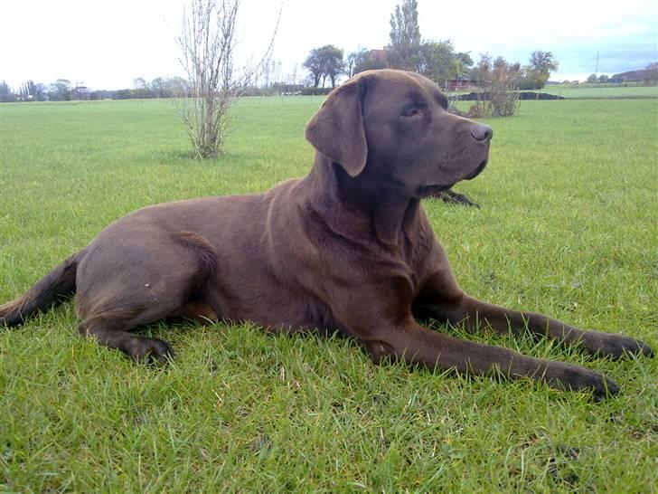 Labrador retriever Cuba billede 20