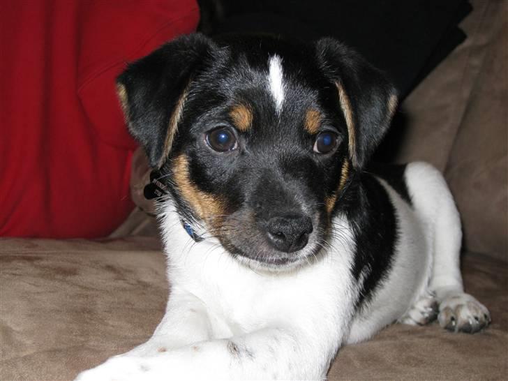 Dansk svensk gaardhund zappo billede 9