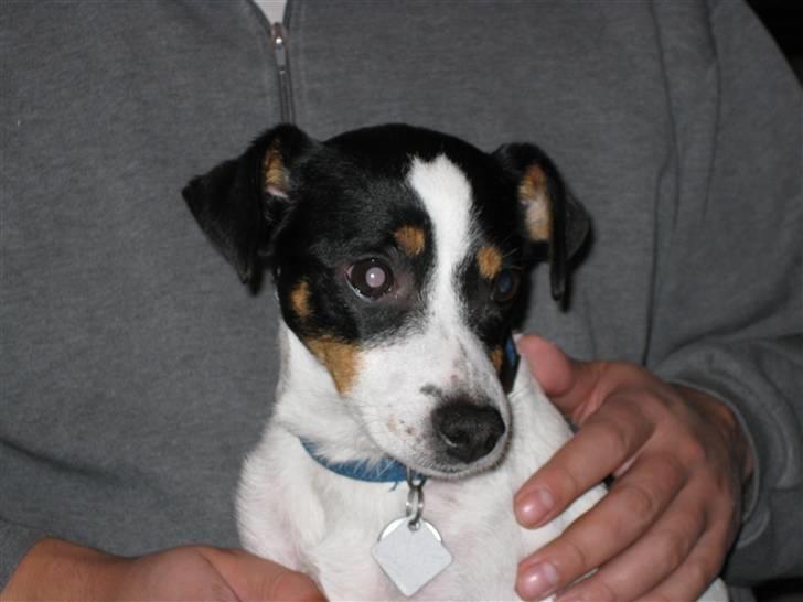 Dansk svensk gaardhund zappo - Zappos mor billede 10