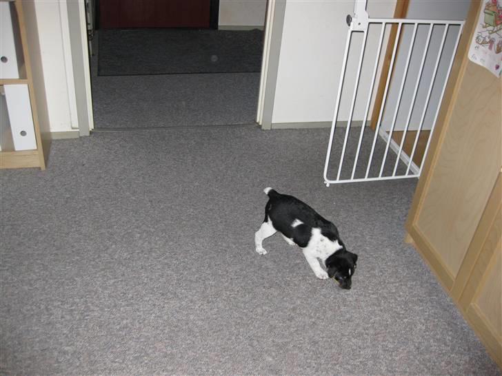 Dansk svensk gaardhund zappo - Zappo er kommet hjem, hvor er han lille. billede 11