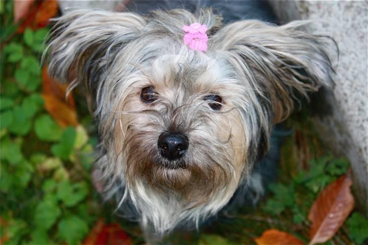 Blanding af racer Yorkiepoo´n Milla - Yorkshire Terrier/Toy Puddelen Milla = yorkipoo´n Milla;o) billede 1