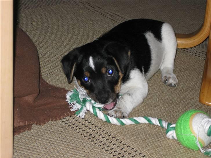 Dansk svensk gaardhund zappo - hmm dejligt med noget nyt legetøj. billede 12