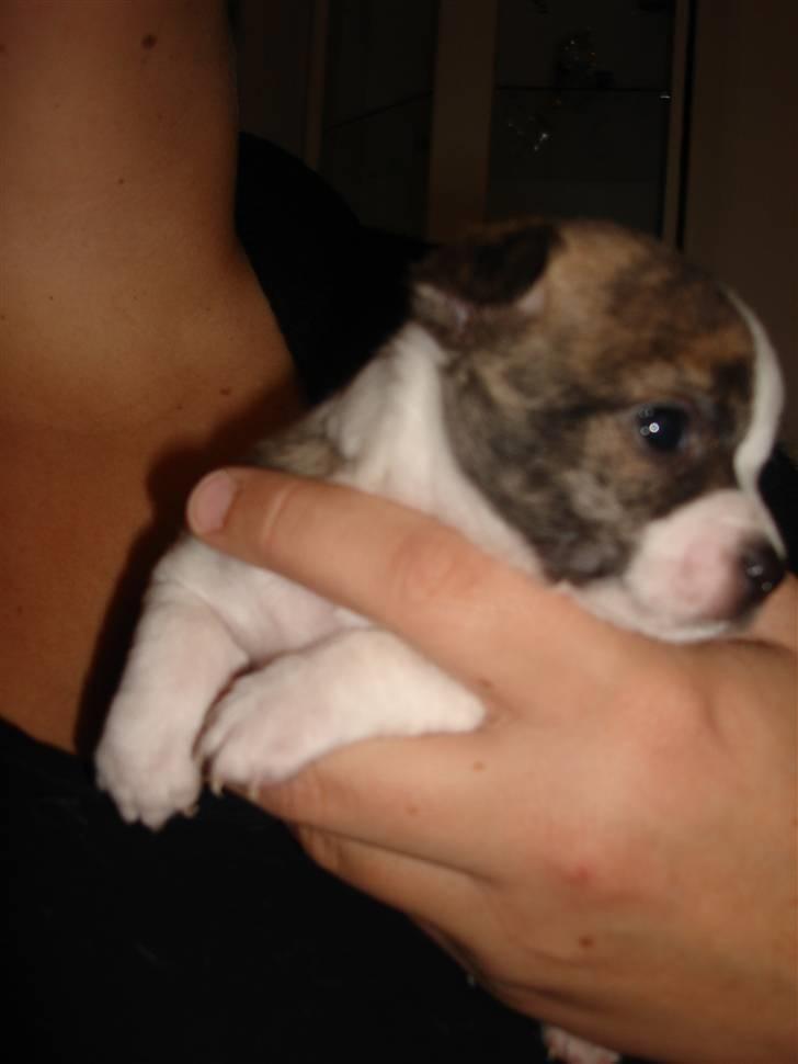 Chihuahua Einstein *solgt* billede 6