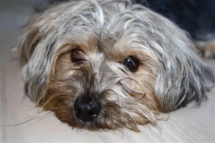 Blanding af racer Yorkiepoo´n Milla - Hej jeg hedder Milla;o) billede 2