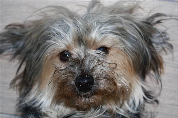 Blanding af racer Yorkiepoo´n Milla - Jeg er da meget sød,er jeg ik? billede 3