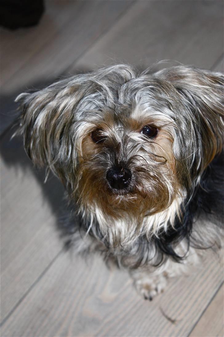 Blanding af racer Yorkiepoo´n Milla - Lille Milla;o) billede 4