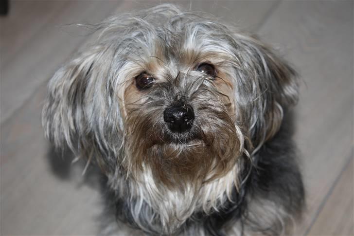 Blanding af racer Yorkiepoo´n Milla - Jeg er også meget nysgerrig;o) billede 5