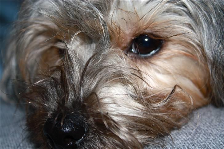 Blanding af racer Yorkiepoo´n Milla - En lille lur er altid en god ting..... billede 6