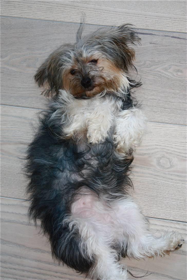 Blanding af racer Yorkiepoo´n Milla - Jeg er bare lækker.... billede 7
