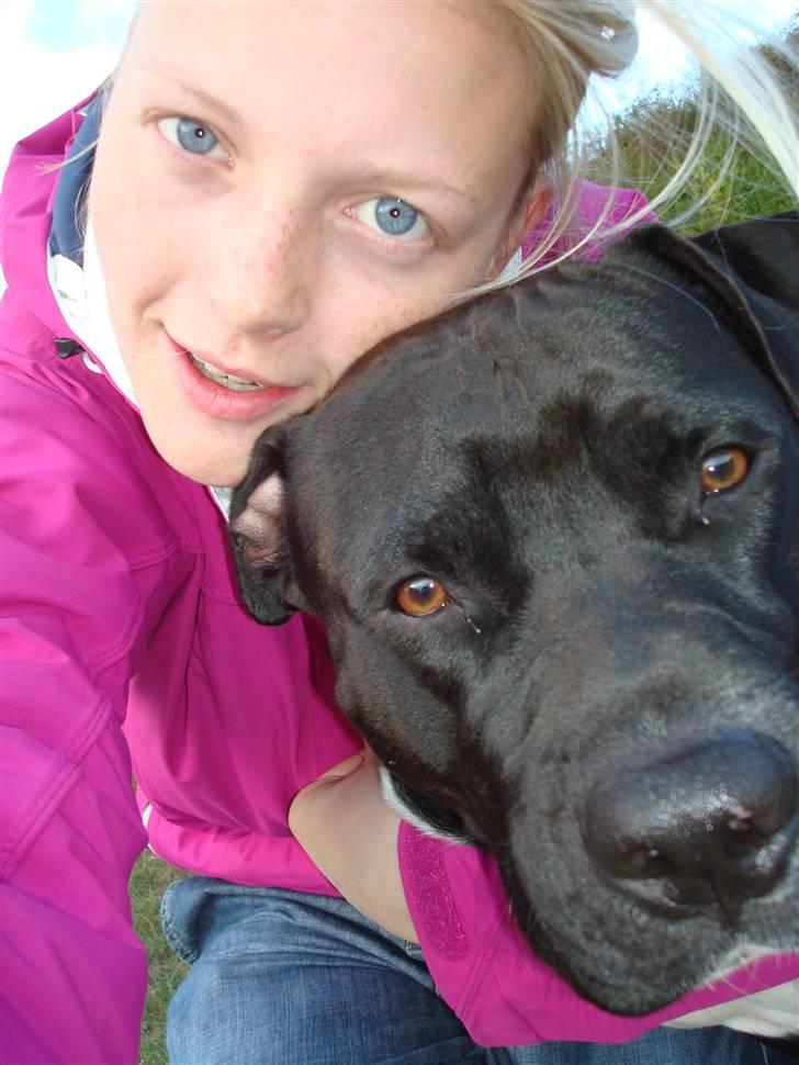 Amerikansk staffordshire terrier Cato billede 16