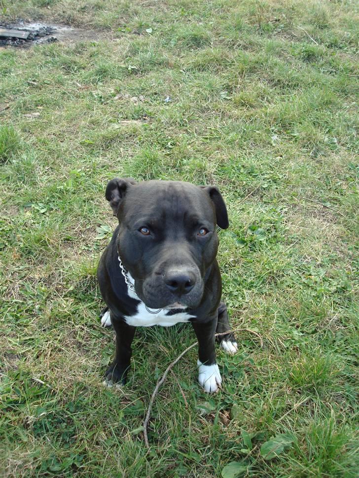 Amerikansk staffordshire terrier Cato billede 17