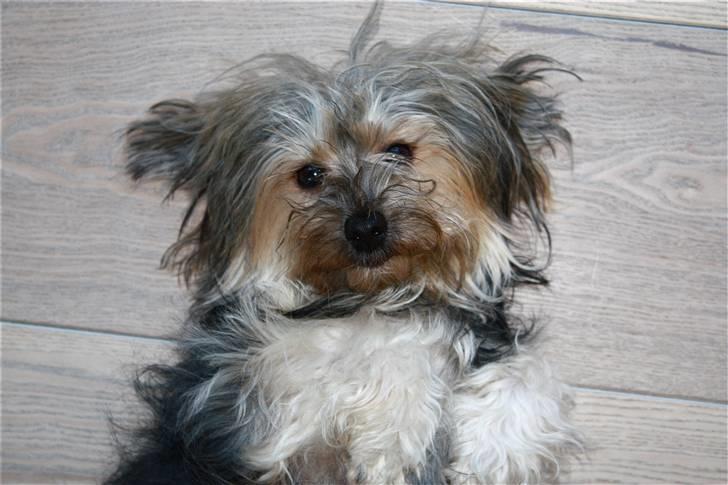 Blanding af racer Yorkiepoo´n Milla - Lækker lækker.... billede 8