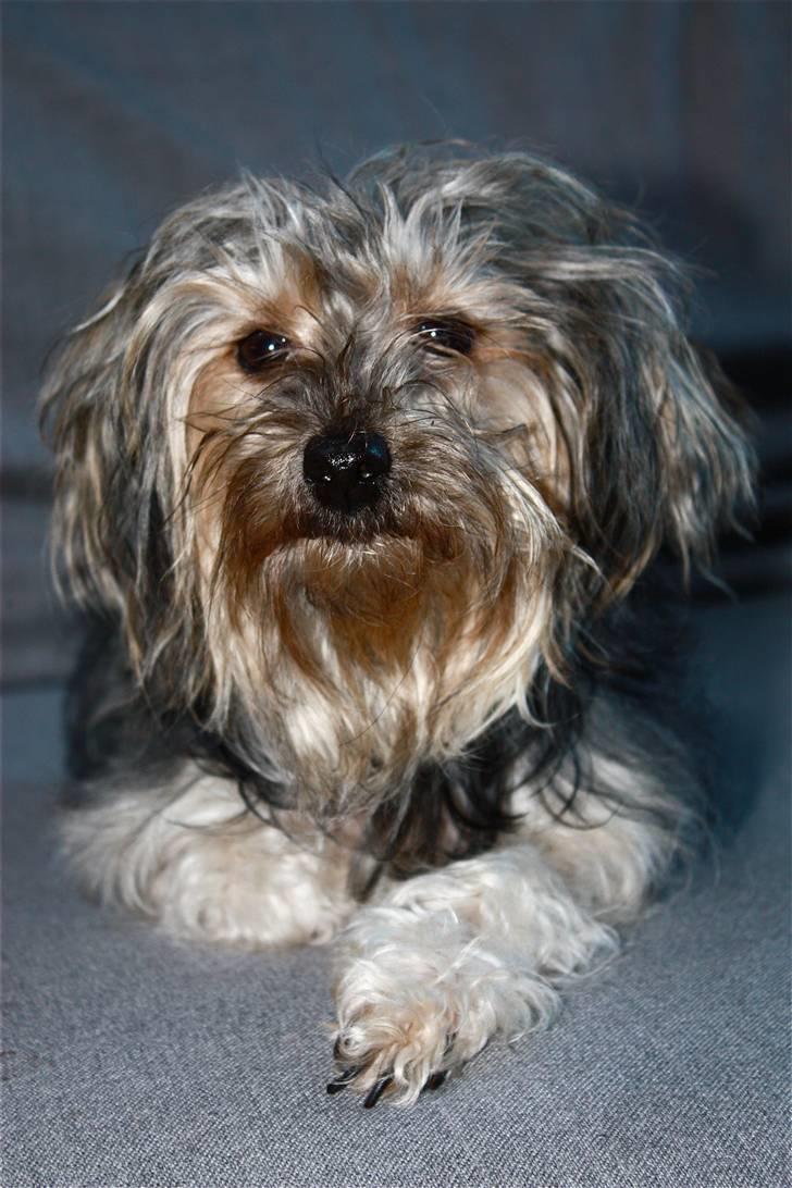 Blanding af racer Yorkiepoo´n Milla - Jeg kan også se artig ud...;o) billede 9