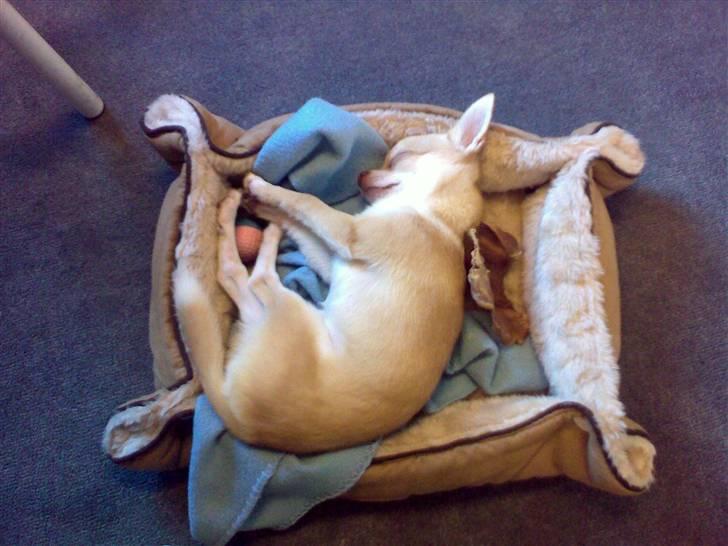 Chihuahua Gizmo - Gizmo med på arbejde, hmm ja jeg arbejder og Gizmo sover ;-) billede 16
