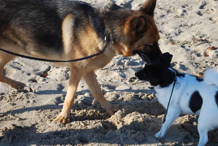 Schæferhund Quality - Puha, det er svært at styre sine ben når man har travlt på stranden med Futte. billede 13