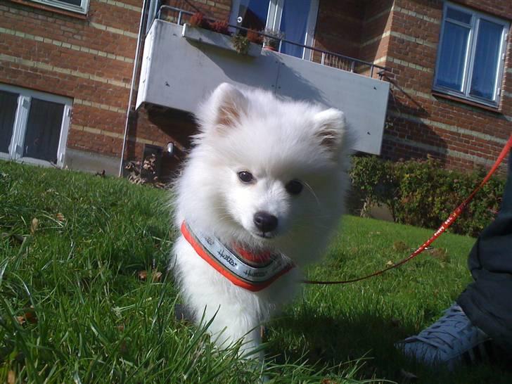 Japansk spids Bella-Lucca billede 3