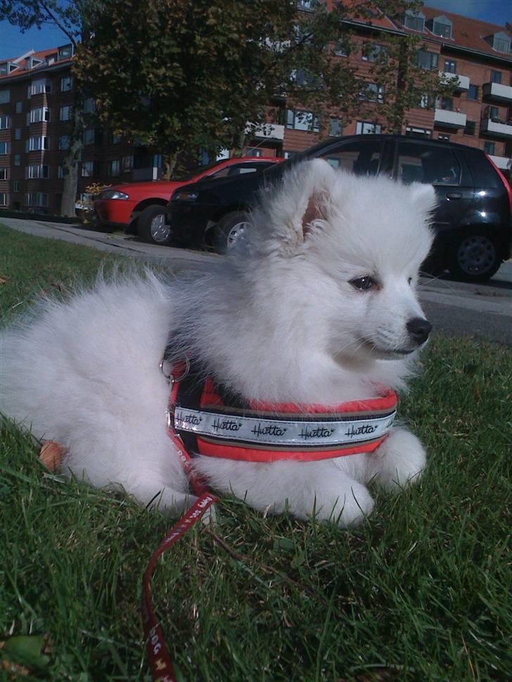 Japansk spids Bella-Lucca billede 4