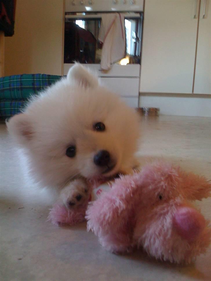 Japansk spids Bella-Lucca billede 5