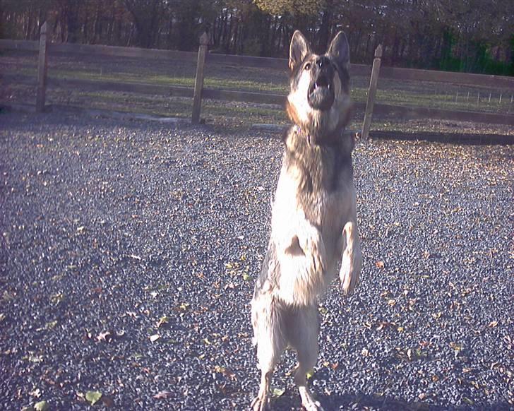 Schæferhund Jean(min øjesten<3) billede 16