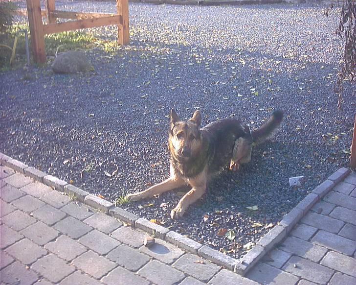 Schæferhund Jean(min øjesten<3) billede 18