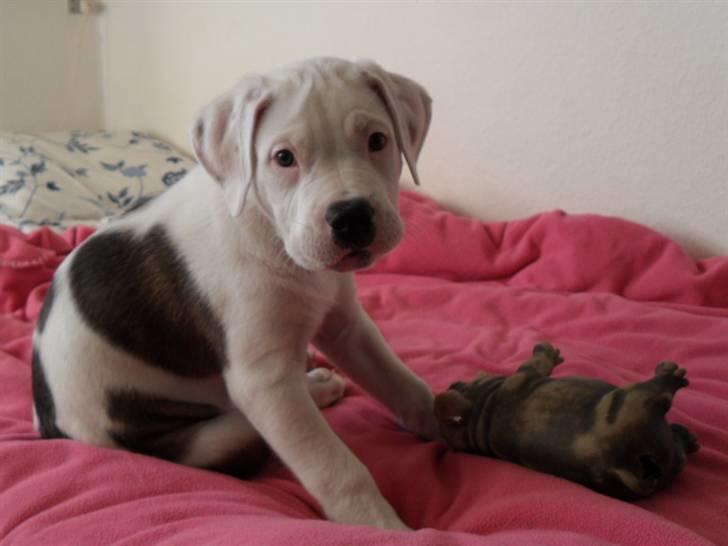 Blanding af racer Super Karla - Karla og næsehornet billede 4