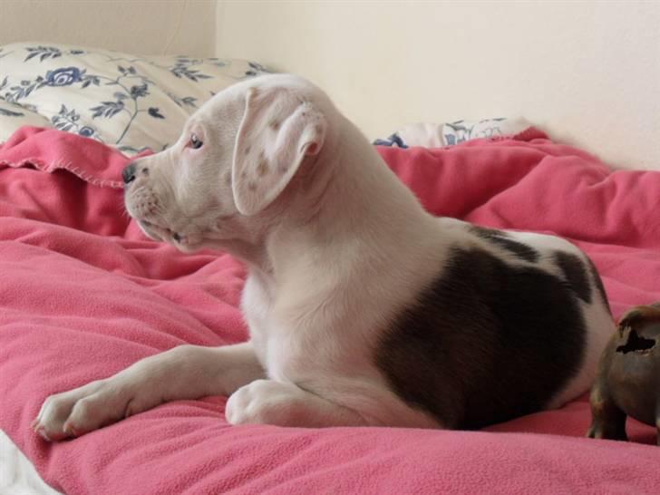 Blanding af racer Super Karla - Karla i profil billede 5