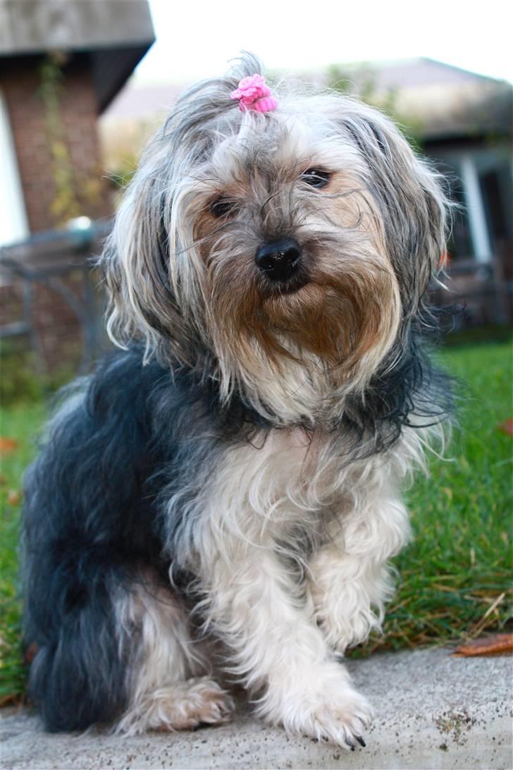 Blanding af racer Yorkiepoo´n Milla - Sig mig hvormange billeder skal du tage af mig? billede 10