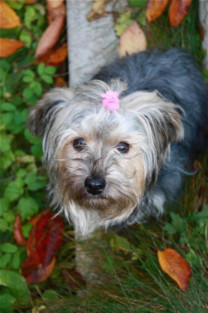 Blanding af racer Yorkiepoo´n Milla - Jeg ved godt at jeg er nuttet....... billede 11