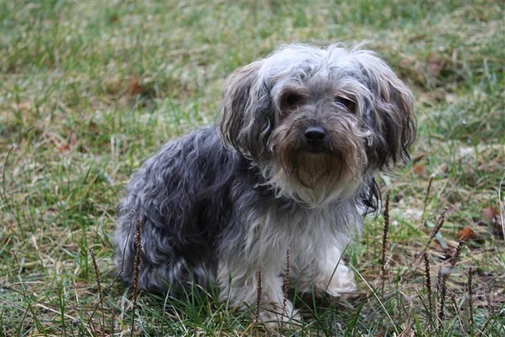 Blanding af racer Yorkiepoo´n Milla - Hej hej........ billede 12