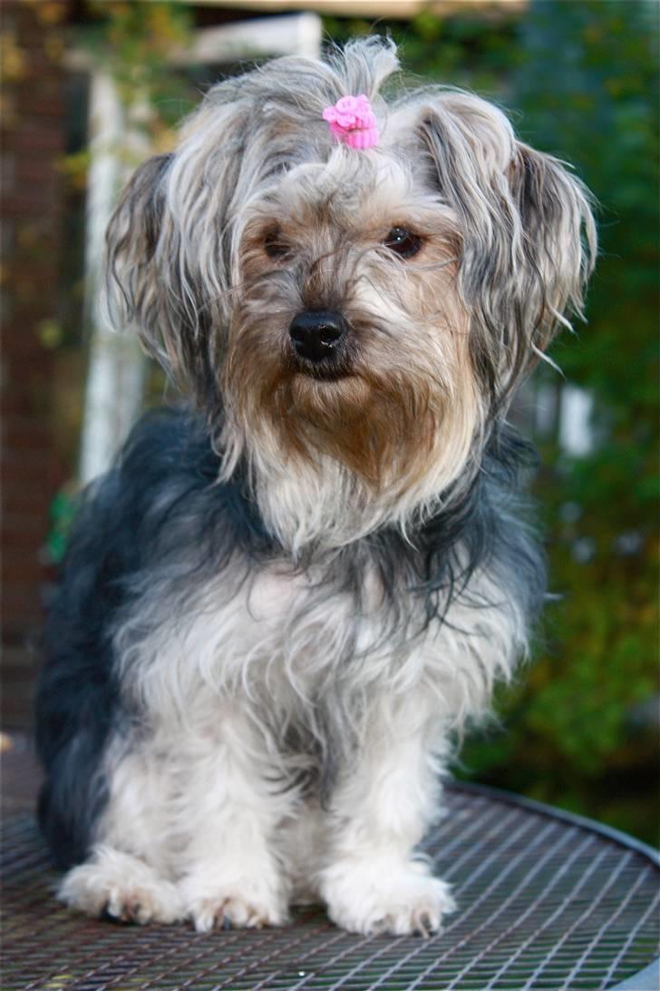Blanding af racer Yorkiepoo´n Milla - Sidste billede, og så gider jeg ikke stå stille mer´ billede 13