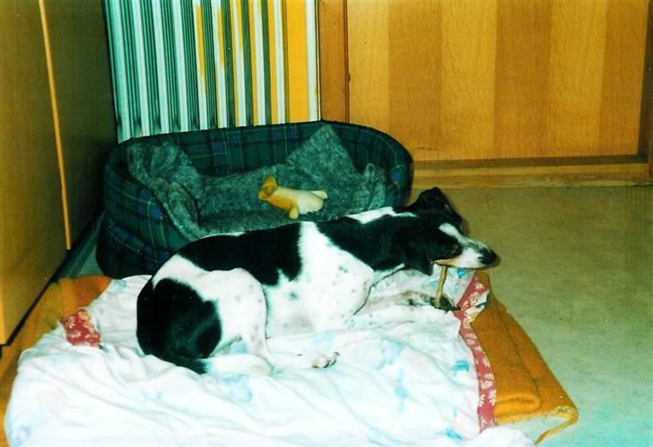 Glathåret foxterrier Fie <3    R.I.P. billede 1