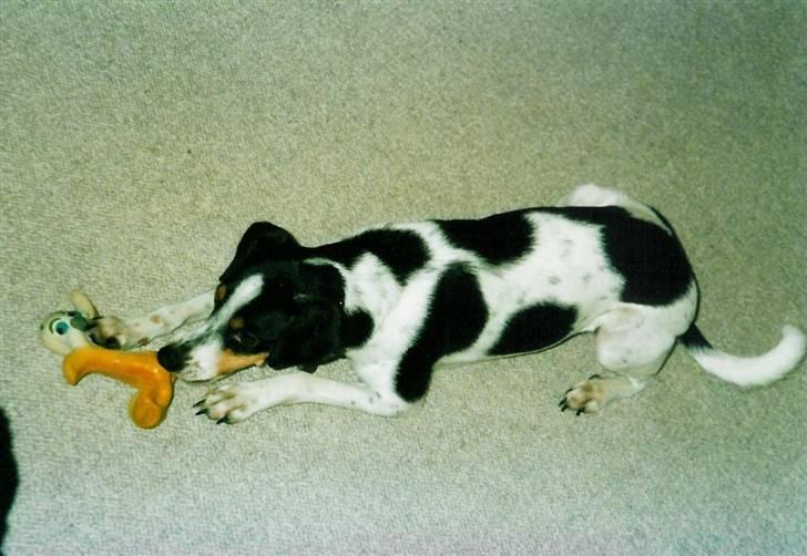 Glathåret foxterrier Fie <3    R.I.P. billede 2